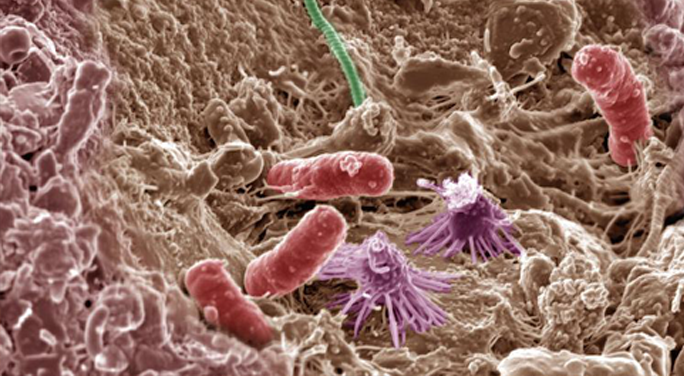 Microscopic view of Micro-Organisms 2
