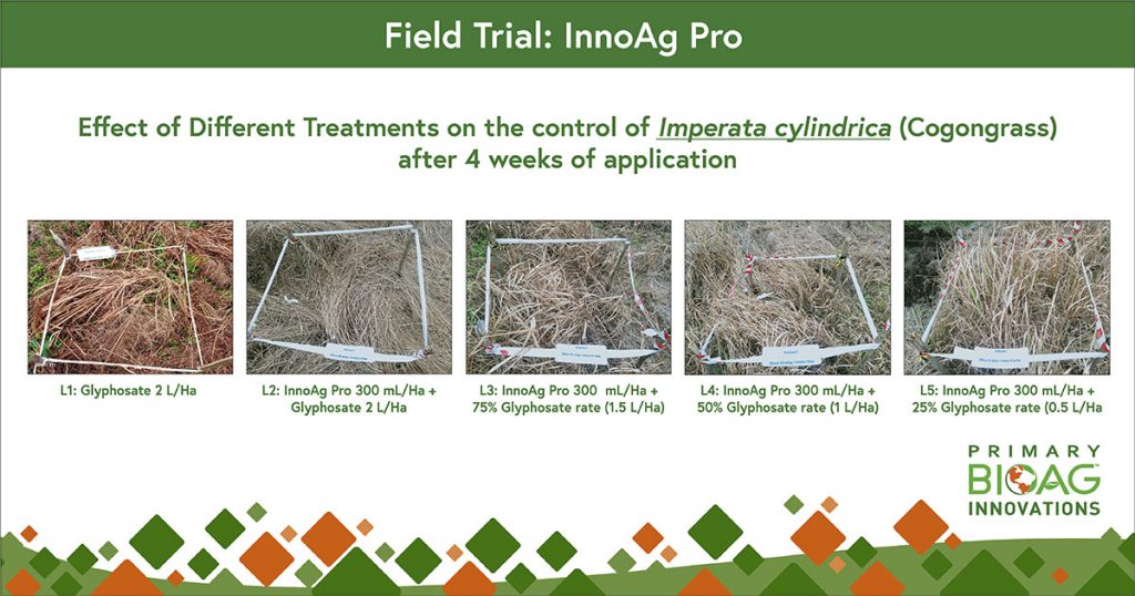Effect of Different Treatments on the control of Iperata cylindrica (Cogongrass) after 4 weeks of application